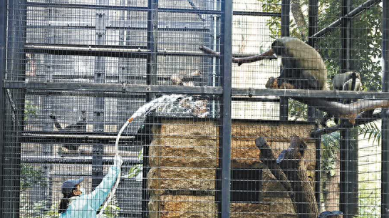 港媒：香港动植物公园一周内10只猴子死亡，其中9只死因确定-香港野生动物
