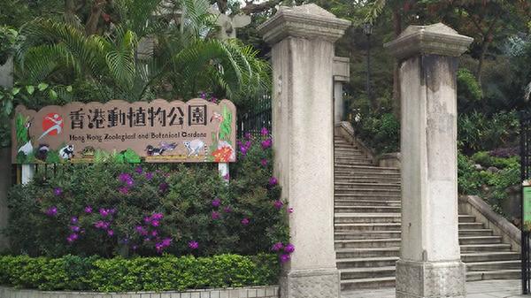 香港一公园猴子死亡数量上升为10只！或与附近翻土工程有关-猴子山视频