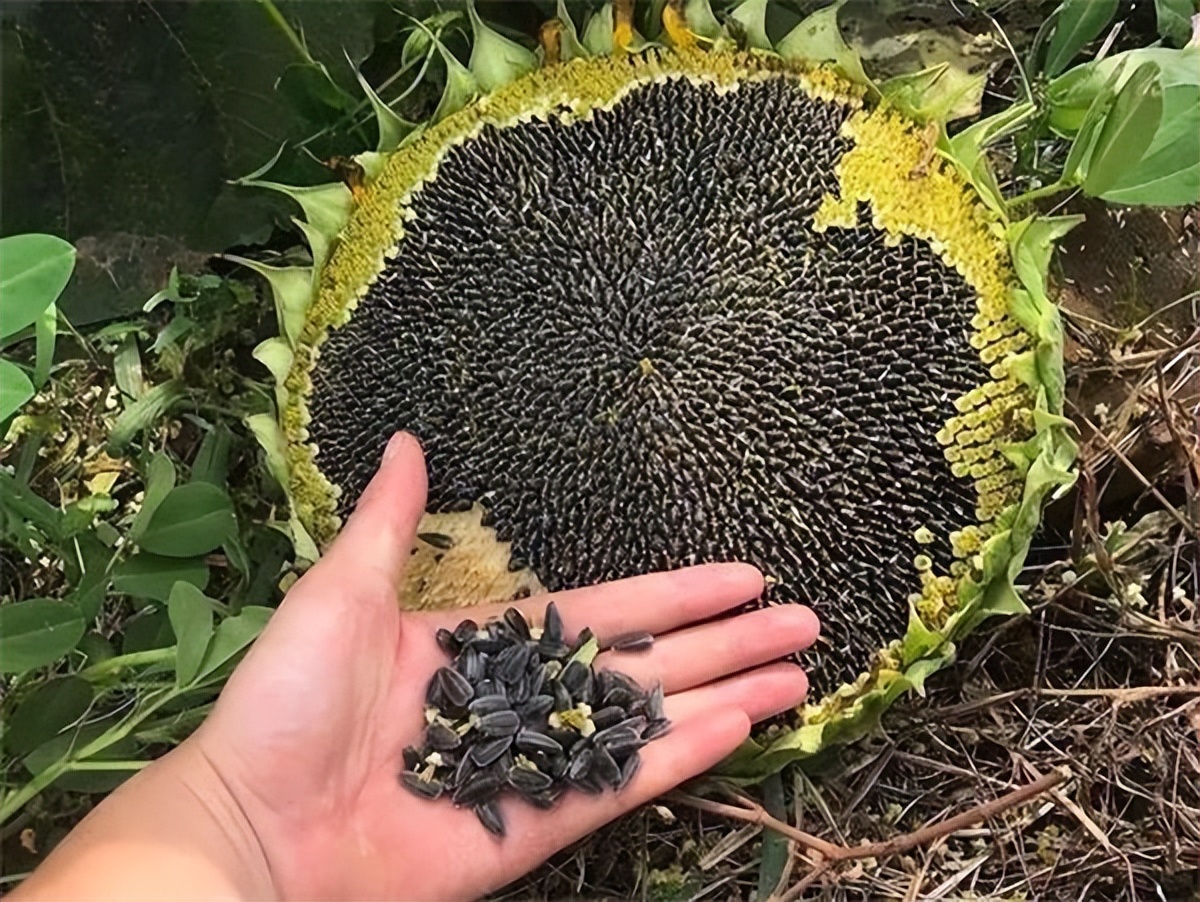 天天嗑瓜子的中国，却不是瓜子的最大产国？还有哪个外国人嗑瓜子-瓜子只有中国吃吗为什么