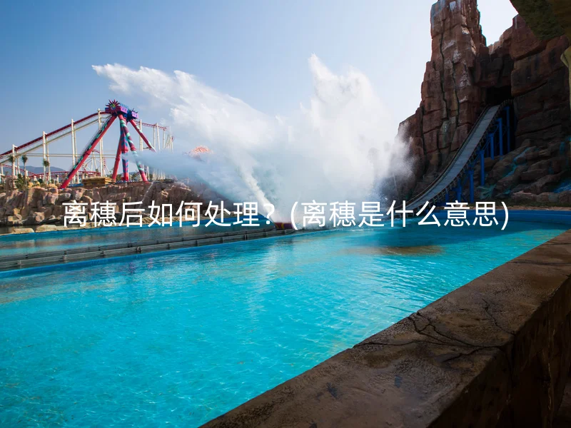 离穗后如何处理？(离穗是什么意思)
